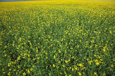 《Pentiment》登陆PS5之后或将以120fps帧率运行