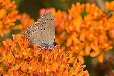 《购物中心经理模拟器》试玩发布 经营管理模拟